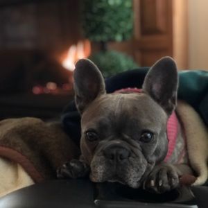 Meet your Posher, Gracie